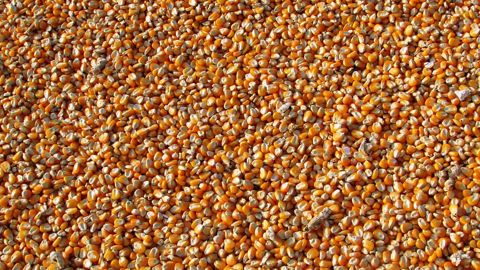 Le ProFarmer Tour a révélé tout au long de la semaine des potentiels de rendements en maïs nettement inférieurs à l’an dernier dans de nombreux États. (©Pixabay) Le ProFarmer Tour a révélé tout au long de la semaine des potentiels de rendements en maïs nettement inférieurs à l’an dernier dans de nombreux États. (©Pixabay)