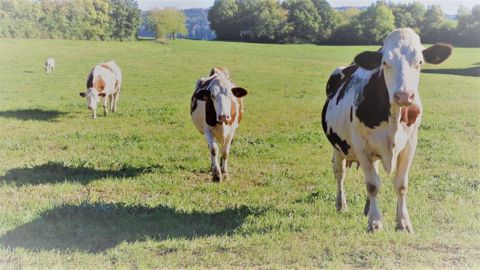Alors qu'une rentrée "loin d'être bonne" se profile pour les producteurs de lait, l'Apli met en avant des solutions pour obtenir des prix plus rémunérateurs. (©Terre-net Média) Alors qu'une rentrée "loin d'être bonne" se profile pour les producteurs de lait, l'Apli met en avant des solutions pour obtenir des prix plus rémunérateurs. (©Terre-net Média)