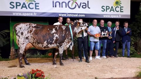 Olande sacrée grande championne de la race Normande Olande sacrée grande championne de la race Normande