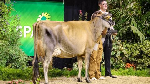 Jers'Hys Kalysse est la grande championne du concours national Jersiais Jers'Hys Kalysse est la grande championne du concours national Jersiais