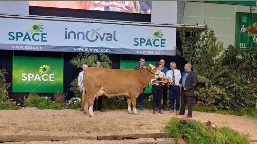Oreo, grande championne de la race Simmental (©Space)