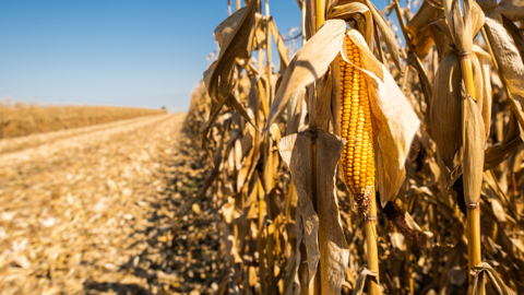 La production de maïs grain 2022 est annoncée sous les 11 Mt (©AdobeStock) La production de maïs grain 2022 est annoncée sous les 11 Mt (©AdobeStock)