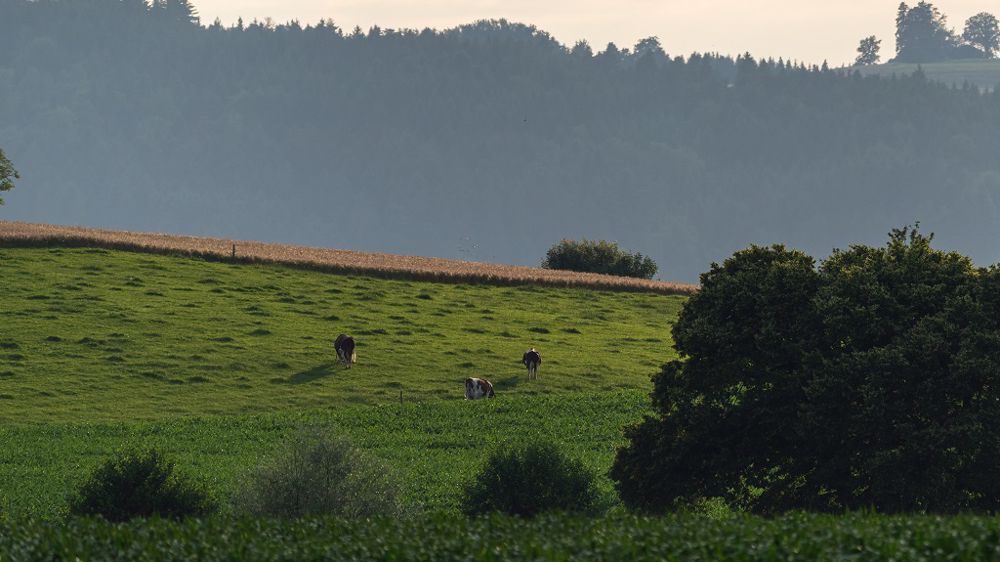 Les fermes de polyculture-élevage seraient plus résilientes grâce à la complémentarité de leurs ateliers. (©Terre-net Média)