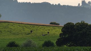 Les fermes de polyculture-élevage seraient plus résilientes grâce à la complémentarité de leurs ateliers. (©Terre-net Média) Les fermes de polyculture-élevage seraient plus résilientes grâce à la complémentarité de leurs ateliers. (©Terre-net Média)