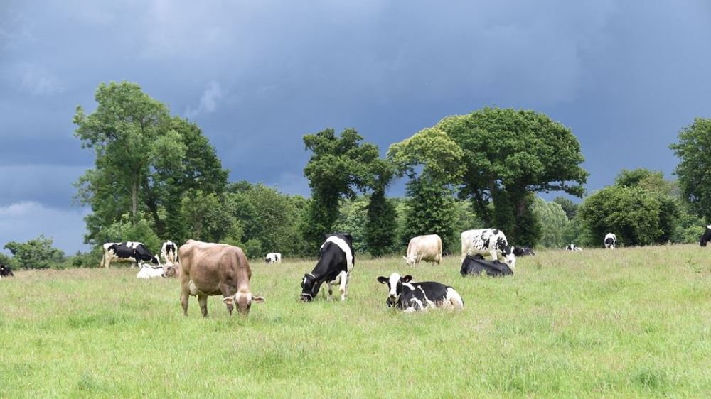 19 000 éleveurs ont déjà effectué un diagnostic carbone. (©Pixabay)