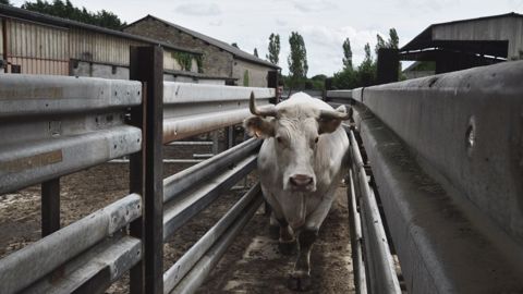 Dans le cas d'abattage d'urgence suite à un accident, l'éleveur dispose de seulement 48 h pour disposer d'un CVI et organiser l'abattage de l'animal. (© Terre-net Média)