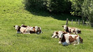 Moins de génisses et plus de vaches pour faire face aux aléas climatiques Moins de génisses et plus de vaches pour faire face aux aléas climatiques