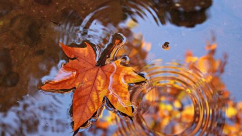 La dernière semaine d'automne sera automnale. (©Pixabay) La dernière semaine d'automne sera automnale. (©Pixabay)