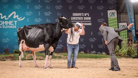Sancy Mahou (copro Gaec de la Plaine 63/T. Gauthier) grande championne Holstein Sancy Mahou (copro Gaec de la Plaine 63/T. Gauthier) grande championne Holstein