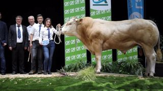 Ovidie et Royaume : les champions du concours Blonde d'Aquitaine Ovidie et Royaume : les champions du concours Blonde d'Aquitaine