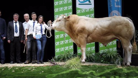 Ovidie et Royaume : les champions du concours Blonde d'Aquitaine Ovidie et Royaume : les champions du concours Blonde d'Aquitaine