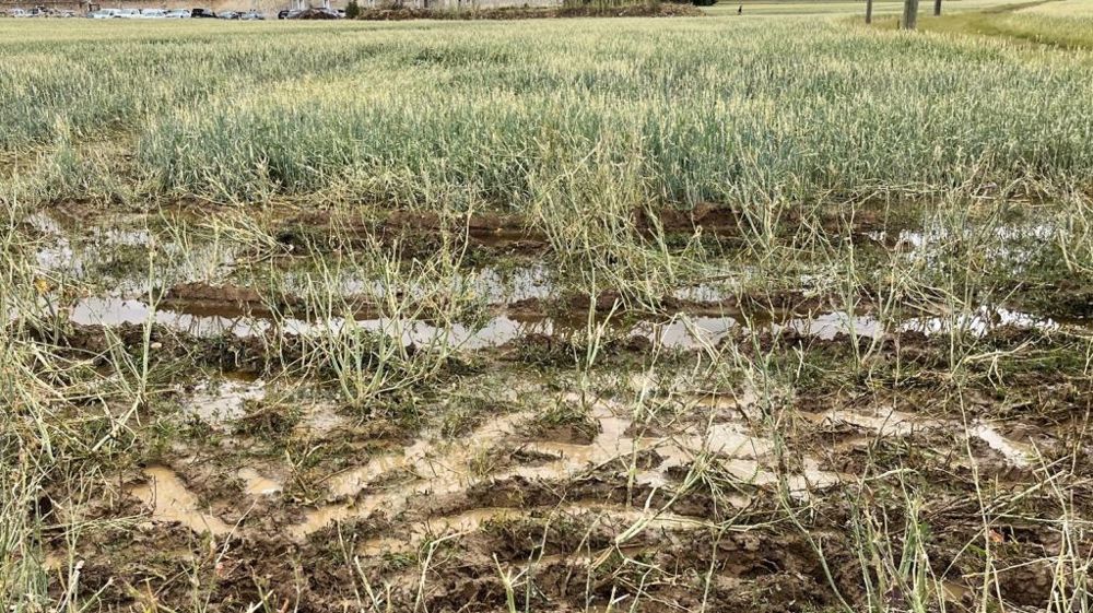 La FNSEA soulève des points à éclaircir pour que la réforme de l'assurance récolte soit utile aux agriculteurs. (©Terre-net Média)