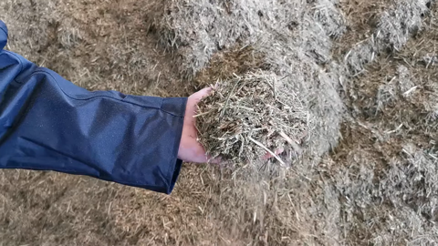 Un mash fermier aussi performant que l'aliment du commerce Un mash fermier aussi performant que l'aliment du commerce