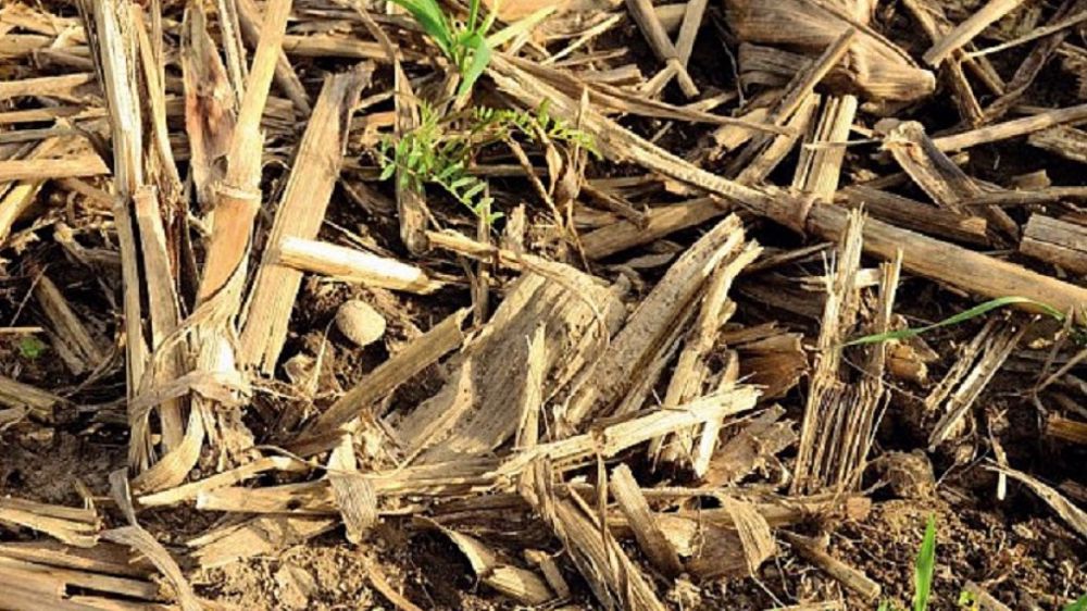La gestion des cannes de maïs (voire des collets) constitue une mesure de prophylaxie indispensable contre la pression foreurs. (©Arvalis-Institut du végétal)
