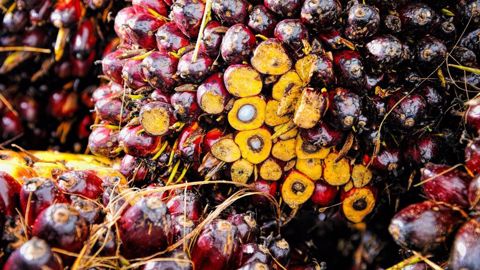 Extraite de la pulpe des fruits du palmier à huile, l’huile de palme est l'huile la plus consommée au monde. L’Indonésie et la Malaisie concentrent à elles deux plus de 85 % de la production. (©Pixabay) Extraite de la pulpe des fruits du palmier à huile, l’huile de palme est l'huile la plus consommée au monde. L’Indonésie et la Malaisie concentrent à elles deux plus de 85 % de la production. (©Pixabay)
