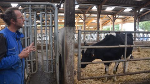 Les vaches, équipées d’une boucle électronique, passent devant un panneau d’identification et sont triées, celles qui doivent être isolées sont acheminées à droite. (©Antoine Humeau) Les vaches, équipées d’une boucle électronique, passent devant un panneau d’identification et sont triées, celles qui doivent être isolées sont acheminées à droite. (©Antoine Humeau)