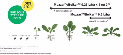 Périodes d'application de Mozzar™/Belkar™.