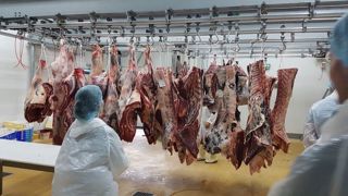 Un abattoir qui se veut « exemplaire » inauguré près de Bordeaux Un abattoir qui se veut « exemplaire » inauguré près de Bordeaux