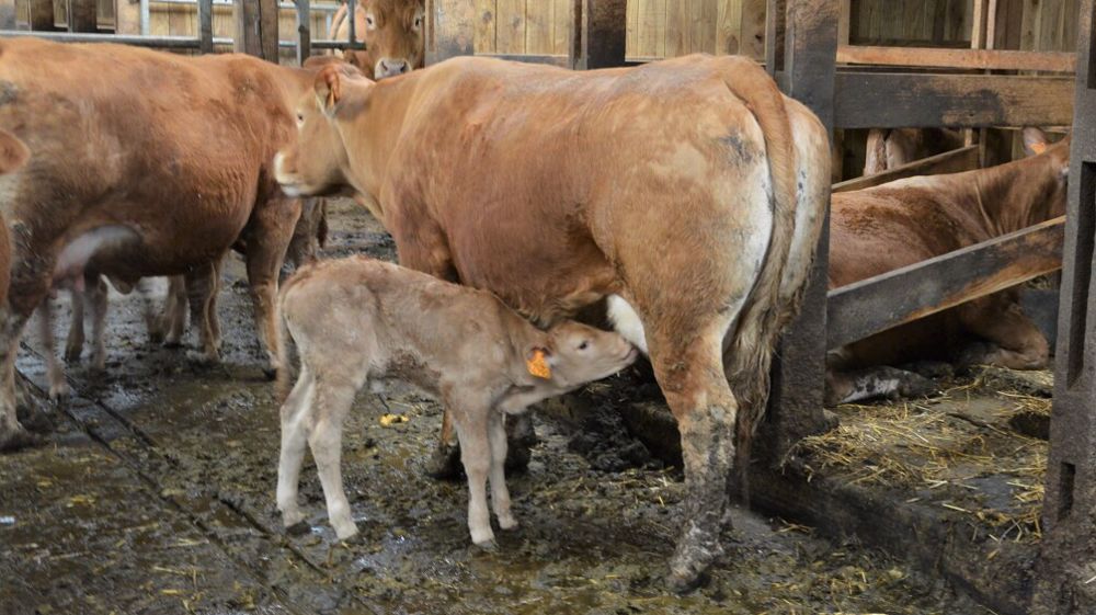 Certifications et aides Pac : la FNB appelle les éleveurs de veau à la vigilance (©Terre-net Média)