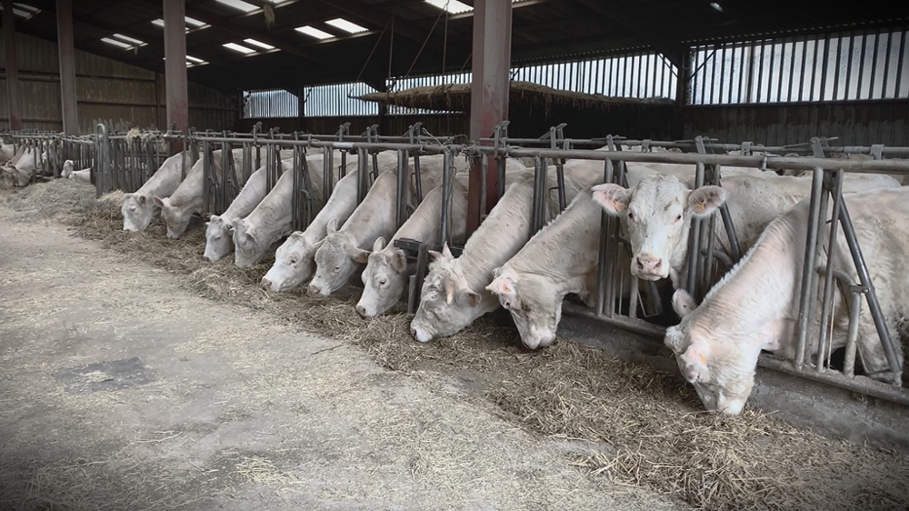 L'offre en viande bovine est globalement limitée ce qui permet de soutenir les cours bien que la demande soit affectée par l'inflation. (©Terre-net media)