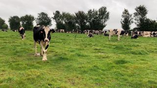 La saison de traitement, les temps d’attente des antiparasitaires internes selon la production et le spectre d’action sur les différents vers doivent être pris en compte dans le choix du vermifuge. (©Terre-net Média) La saison de traitement, les temps d’attente des antiparasitaires internes selon la production et le spectre d’action sur les différents vers doivent être pris en compte dans le choix du vermifuge. (©Terre-net Média)