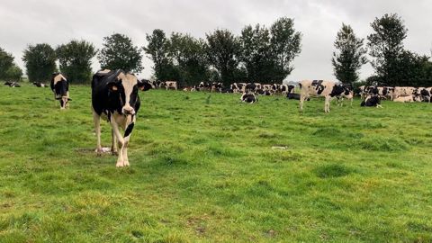 La saison de traitement, les temps d’attente des antiparasitaires internes selon la production et le spectre d’action sur les différents vers doivent être pris en compte dans le choix du vermifuge. (©Terre-net Média)