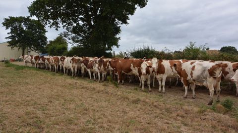 Un pâturage tournant avec 160 vaches laitières Un pâturage tournant avec 160 vaches laitières