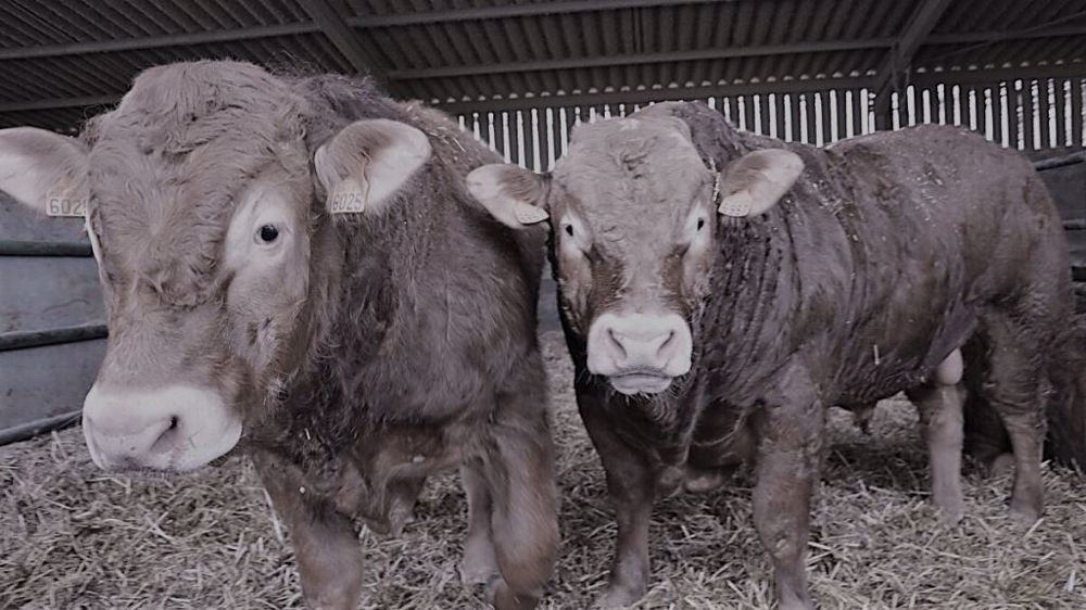 Si la trésorerie des élevages allaitants était en hausse à la clôture de l'hiver 2021, elle restait néanmoins insuffisante dans la plupart des exploitations. (©Terre-net Média)