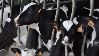 Poids, GMQ et valeurs de fourrages sont à connaître absolument pour distribuer une ration permettant d'atteindre les objectifs de croissance et d'âge au premier vêlage. (©Terre-net Média) Poids, GMQ et valeurs de fourrages sont à connaître absolument pour distribuer une ration permettant d'atteindre les objectifs de croissance et d'âge au premier vêlage. (©Terre-net Média)