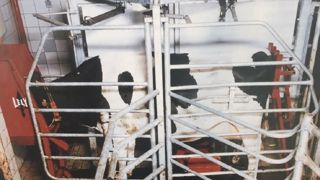 Déjà 30 ans depuis le premier Astronaut de Lely Déjà 30 ans depuis le premier Astronaut de Lely