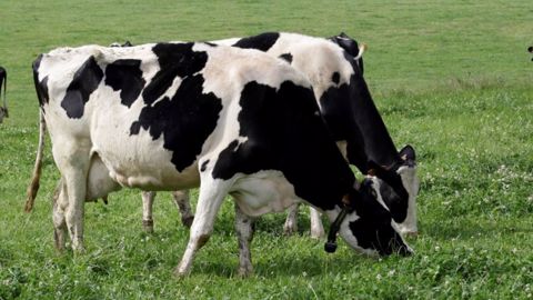 Pâturage des vaches laitières Pâturage des vaches laitières