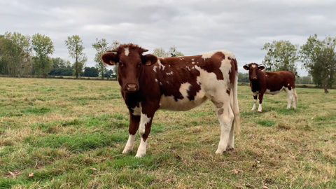 Le poids à 210 jours est un facteur important que a des répercussions sur le poids de carcasse des vaches. (©Terre-net media) Le poids à 210 jours est un facteur important que a des répercussions sur le poids de carcasse des vaches. (©Terre-net media)
