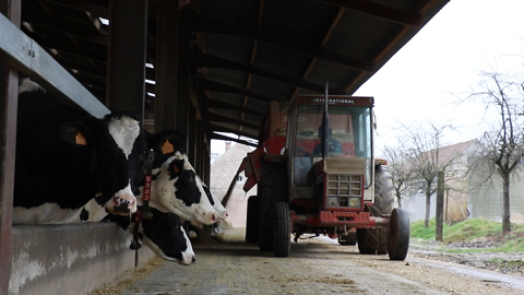 La ration complète peut permettre d'alléger son temps de travail, sans détérioration des performances. (©Terre-net Média) La ration complète peut permettre d'alléger son temps de travail, sans détérioration des performances. (©Terre-net Média)