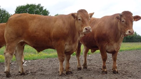 Pour bien valoriser les mâles limousins, la Ferme expérimentale a choisi de proposer des bœufs bien finis de 31-32 mois et de conformation U -. (© Ferme expérimentale de Thorigné d'Anjou)