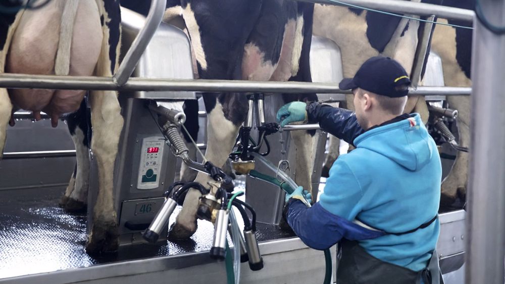 GEA cherche à proposer une solution permettant de préparer naturellement les vaches au tarissement  (©GEA)