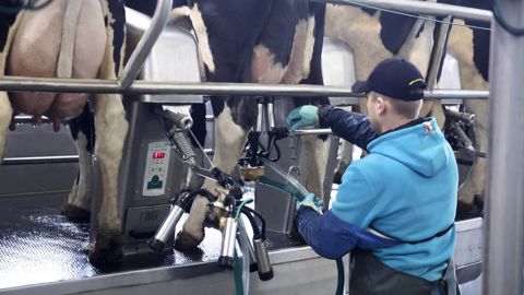 GEA cherche à proposer une solution permettant de préparer naturellement les vaches au tarissement (©GEA) GEA cherche à proposer une solution permettant de préparer naturellement les vaches au tarissement (©GEA)