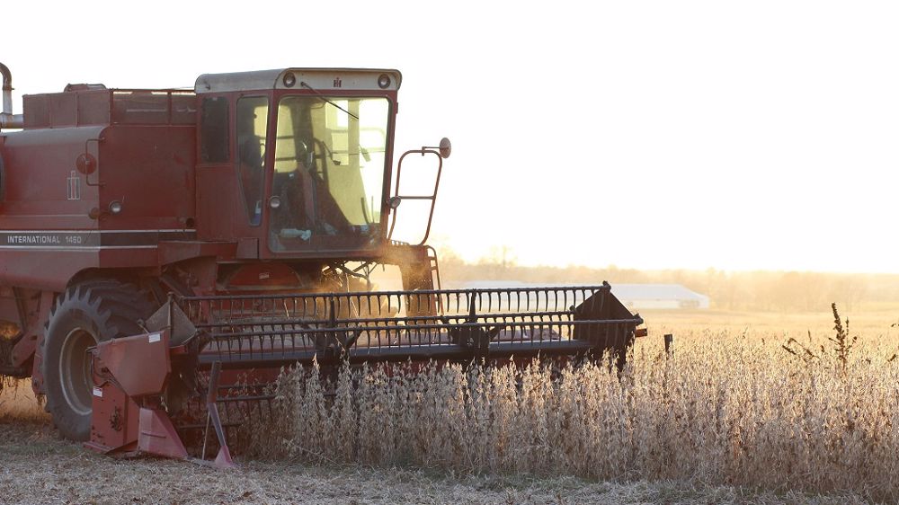 La réduction du maïs fourrage dans la ration est compensée par l'utilisation de prairies riches en légumineuses ainsi que par la culture de légumineuses graines. (©Pixabay)