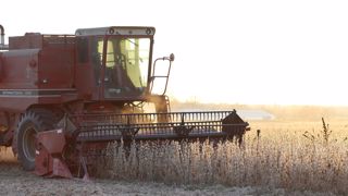 La réduction du maïs fourrage dans la ration est compensée par l'utilisation de prairies riches en légumineuses ainsi que par la culture de légumineuses graines. (©Pixabay) La réduction du maïs fourrage dans la ration est compensée par l'utilisation de prairies riches en légumineuses ainsi que par la culture de légumineuses graines. (©Pixabay)