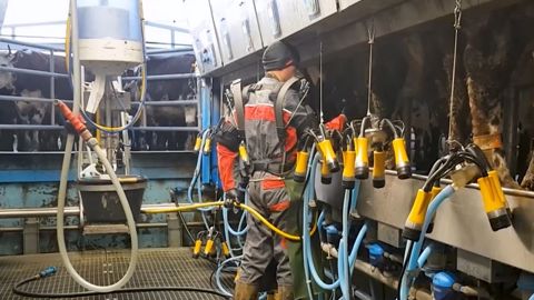 Pensez à bien tester l'exosquelette (si possible pendant 3 semaines minimum) avant d'investir. S'il vous convient ensuite, soyez précis dans les réglages pour éviter toute douleur. (©Chambre d'agriculture de Normandie)