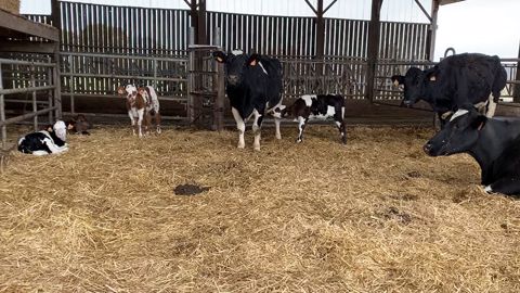 Vaches nourrices Vaches nourrices