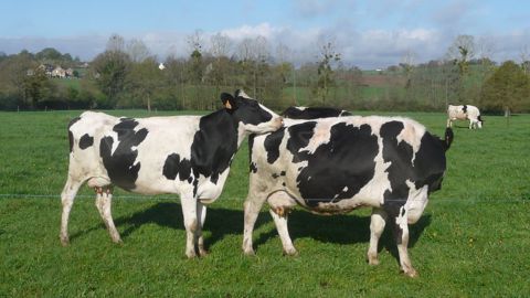 Identifier les vaches en chaleur est le premier point à maîtriser pour une reproduction du troupeau. (©Terre-net Média) Identifier les vaches en chaleur est le premier point à maîtriser pour une reproduction du troupeau. (©Terre-net Média)