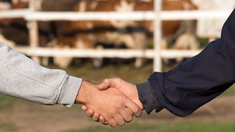 Les ventes de bovins, quelles que soient les catégories, devront toutes être contractualisées à partir de 2023. (©AdobeStock) Les ventes de bovins, quelles que soient les catégories, devront toutes être contractualisées à partir de 2023. (©AdobeStock)