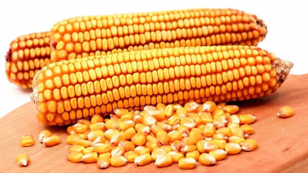 L'Ukraine produirait 26,5 Mt de maïs pour la campagne de commercialisation 2022/23 selon UkrAgroConsult, 27 Mt selon l'USDA. (©Pixabay)