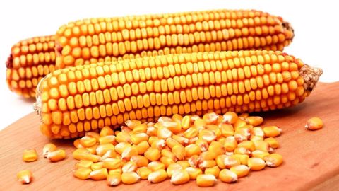 L'Ukraine produirait 26,5 Mt de maïs pour la campagne de commercialisation 2022/23 selon UkrAgroConsult, 27 Mt selon l'USDA. (©Pixabay) L'Ukraine produirait 26,5 Mt de maïs pour la campagne de commercialisation 2022/23 selon UkrAgroConsult, 27 Mt selon l'USDA. (©Pixabay)