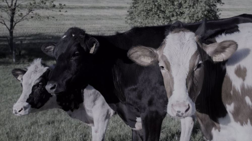 Pour 34 % des éleveurs, 2022 est une mauvaise année. (©Pixabay)