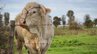 Les deux tiers des éleveurs se sont déjà "fait peur", ou ont déjà eu un accident avec un bovin. (©Pixabay) Les deux tiers des éleveurs se sont déjà "fait peur", ou ont déjà eu un accident avec un bovin. (©Pixabay)