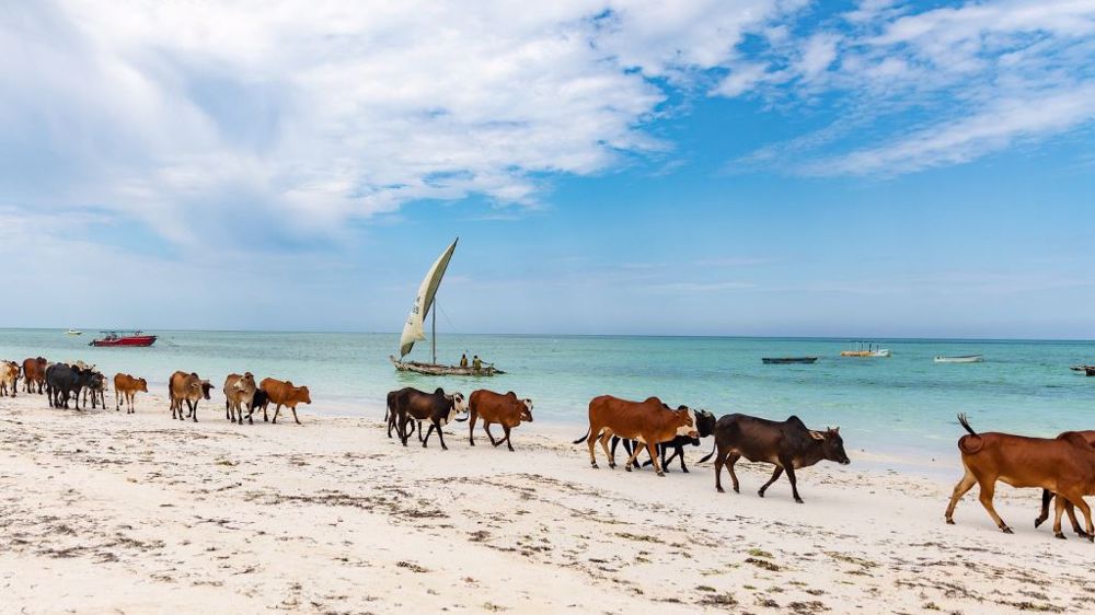 Pensez à lever le pied et quitter la ferme pour prendre des congés... Si vous partez et que vous avez peur d'être dépaysés, allez dans une région ou un pays où il y a des vaches (ici à Zanzibar par exemple) ;) (©Pixabay)