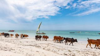 Pensez à lever le pied et quitter la ferme pour prendre des congés... Si vous partez et que vous avez peur d'être dépaysés, allez dans une région ou un pays où il y a des vaches (ici à Zanzibar par exemple) ;) (©Pixabay) Pensez à lever le pied et quitter la ferme pour prendre des congés... Si vous partez et que vous avez peur d'être dépaysés, allez dans une région ou un pays où il y a des vaches (ici à Zanzibar par exemple) ;) (©Pixabay)