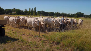 « Nous pratiquons le pâturage de stock sur pied » « Nous pratiquons le pâturage de stock sur pied »