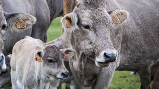 Un décret du 31 décembre 2022 précise les aides animales de la Pac 2023-2027. (©Pixabay) Un décret du 31 décembre 2022 précise les aides animales de la Pac 2023-2027. (©Pixabay)